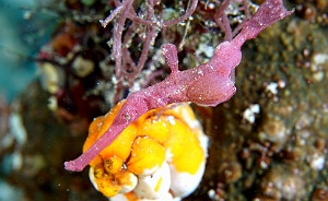 Banda Sea 2018 - DSC05756_rc - Velvet ghost pipefish - Poisson fantome de velvet - Solenostomus sp
